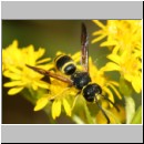 Ancistrocerus nigricornis - Faltenwespe m005b 8-9mm - Sandgrube Niedringhaussee-det.jpg